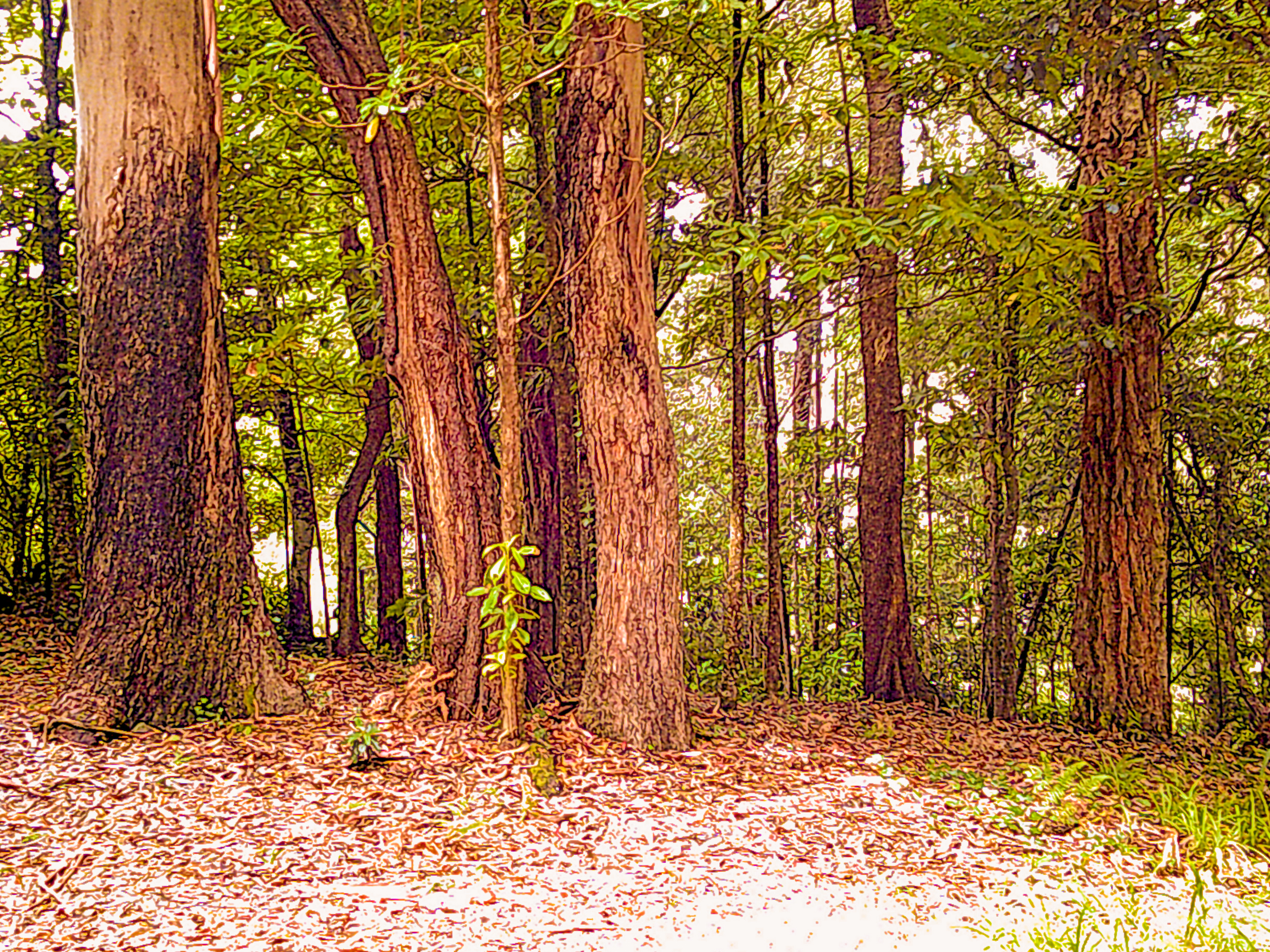 Jardim Municipal Santo António Da Serra