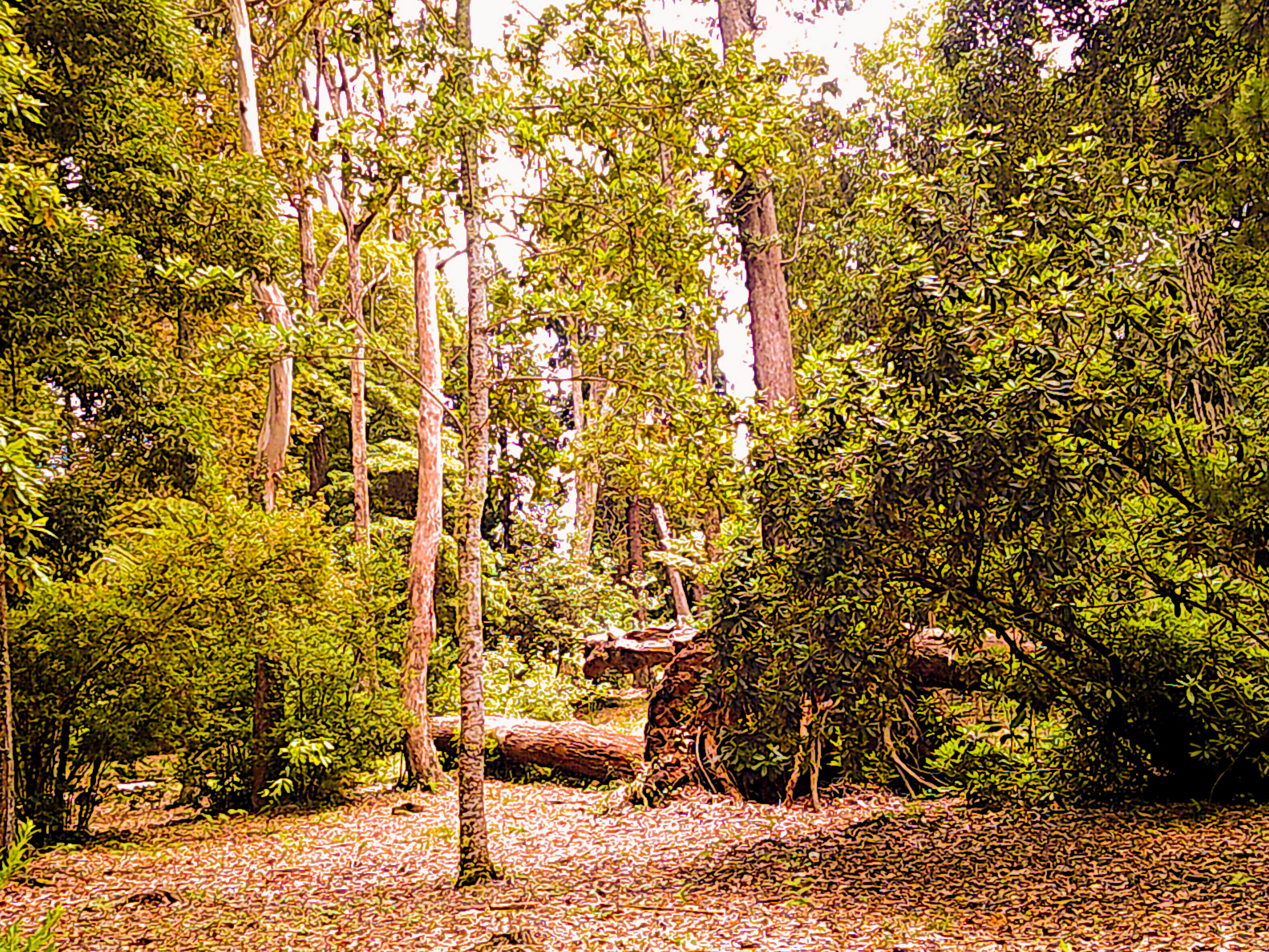 Jardim Municipal Santo António Da Serra