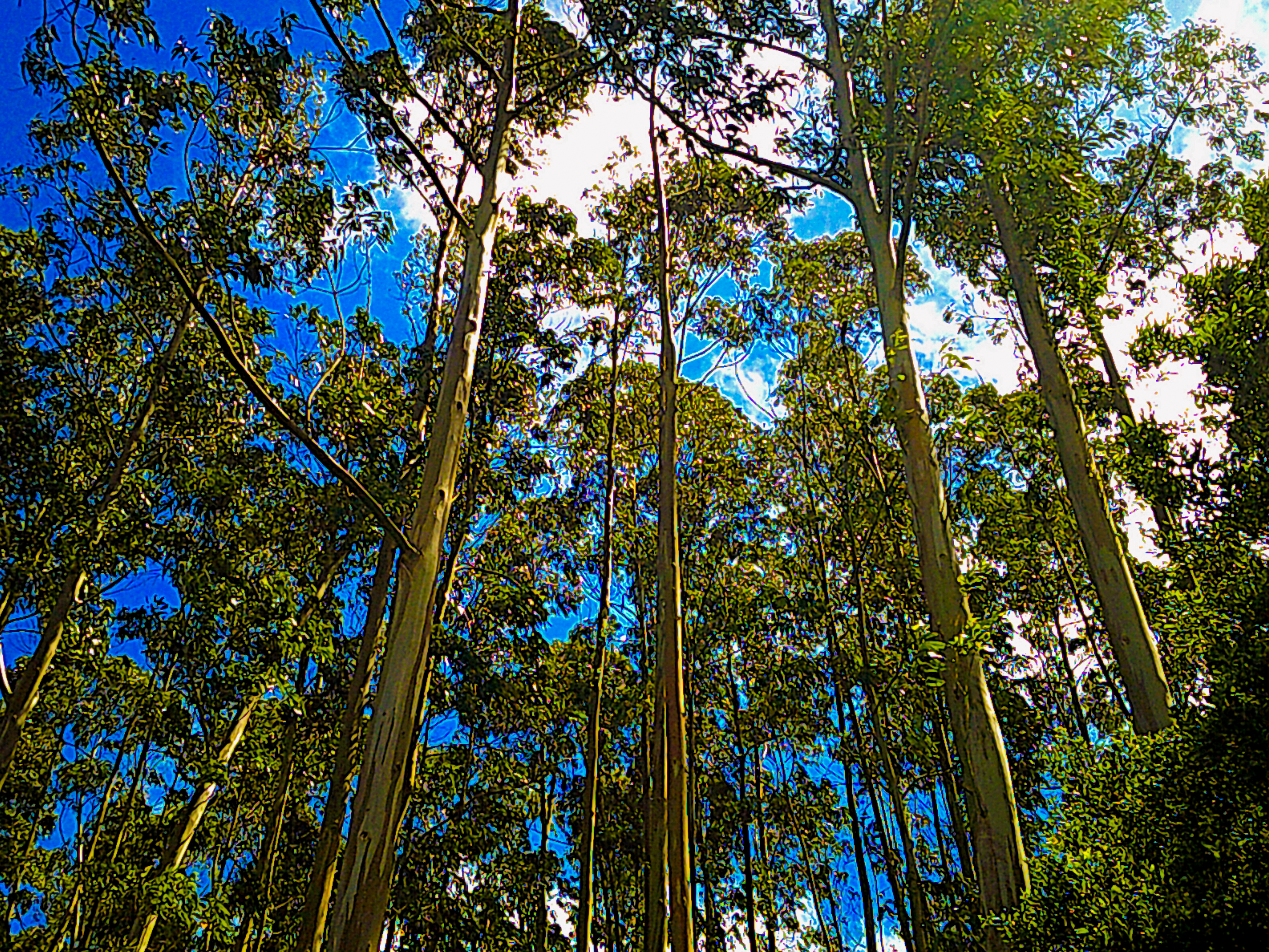 Jardim Municipal Santo António Da Serra